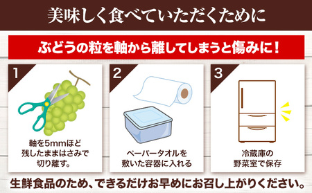 岡山県産 訳あり つる付き シャインマスカット 2房 (530g以上)【配送不可地域あり】 《9月上旬-11月上旬頃に出荷予定(土日祝除く)》 岡山県 矢掛町 マスカット ぶどう 葡萄 果物