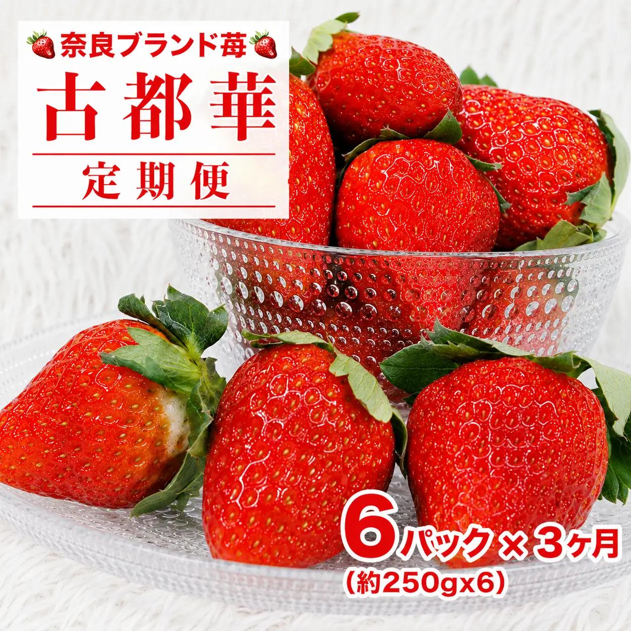 【先行予約】【定期便 3回】 いちご 古都華 250g×6パック ことか 定期