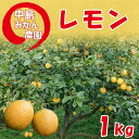 【ふるさと納税】 レモン 1kg 【2023年10月～6月発送】柑橘 みかん 檸檬 果物 くだもの 果実 国産 フルーツ 有名 愛媛 はちみつレモン 瀬戸内 ビタミン 美味しい 生産者 直送 産直 無添加 レモンサワー ジュース チューハイ