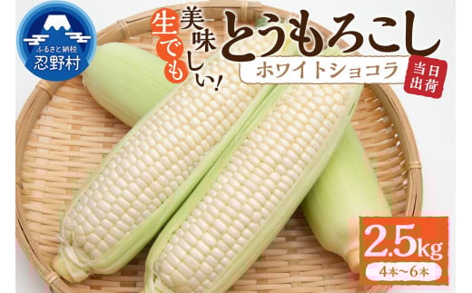 《先行予約》 富士北麓忍野村の気候、水、自然で作られた朝採りトウモロコシ《ホワイトショコラ》4本～6本（約2.5㎏）※2025年8月上旬～9月下旬頃に順次発送予定