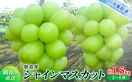 シャインマスカット 2025年発送 約1.5kg 旬菜板屋 配送不可 離島 果物類 ぶどう フルーツ 