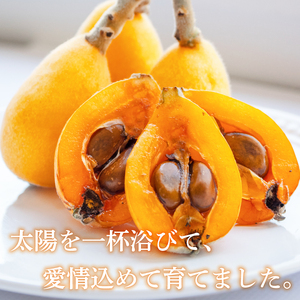 【 期間限定 】びわ 6 ~8個 4 パック 約 1.2kg びわ びわ びわ びわ YN007-2x