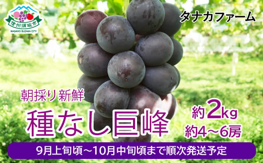 [No.5657-2875]朝採り新鮮 種なし巨峰 約2kg（約4～6房）《タナカファーム》■2024年発送■※9月上旬頃～10月中旬頃まで順次発送予定