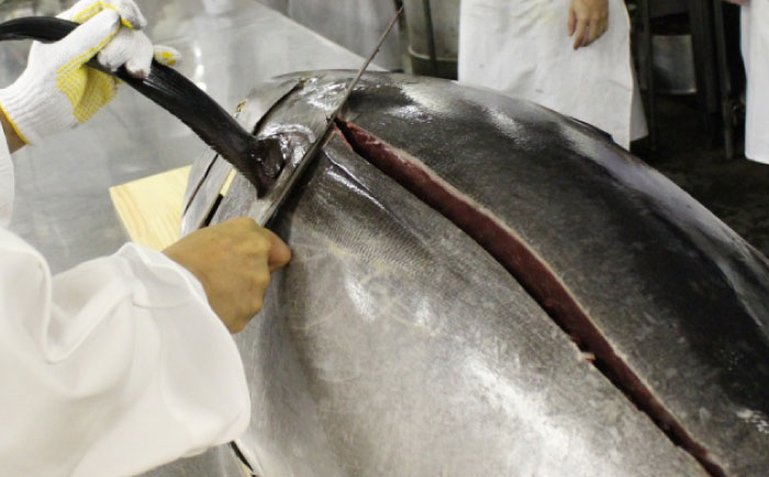 天然 まぐろ ねぎとろ 約500g（約250g×2パック）【横須賀商工会議所 おもてなしギフト事務局（本まぐろ直売所 横須賀本店）】 [AKAK121]
