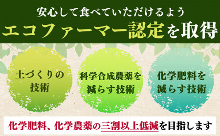 富有柿 約 4kg | フルーツ くだもの 果物 柿 かき カキ 奈良県 五條市 果実 11月 12月 発送 秋 旬 味覚 グルメ お取り寄せ 送料無料 大容量 選べる 容量 農家直送 産地直送 ビタ