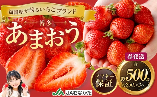 博多 あまおう 2パック（春）【2027年2月上旬～2027年4月下旬発送予定】