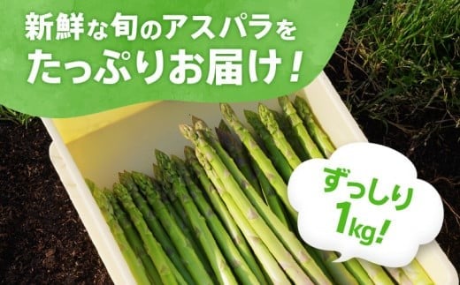 数量限定 先行予約 アスパラガス 春芽 2L 1kg 【2月～4月お届け】｜朝採り 朝採れ 直送 グリーンアスパラガス アスパラ