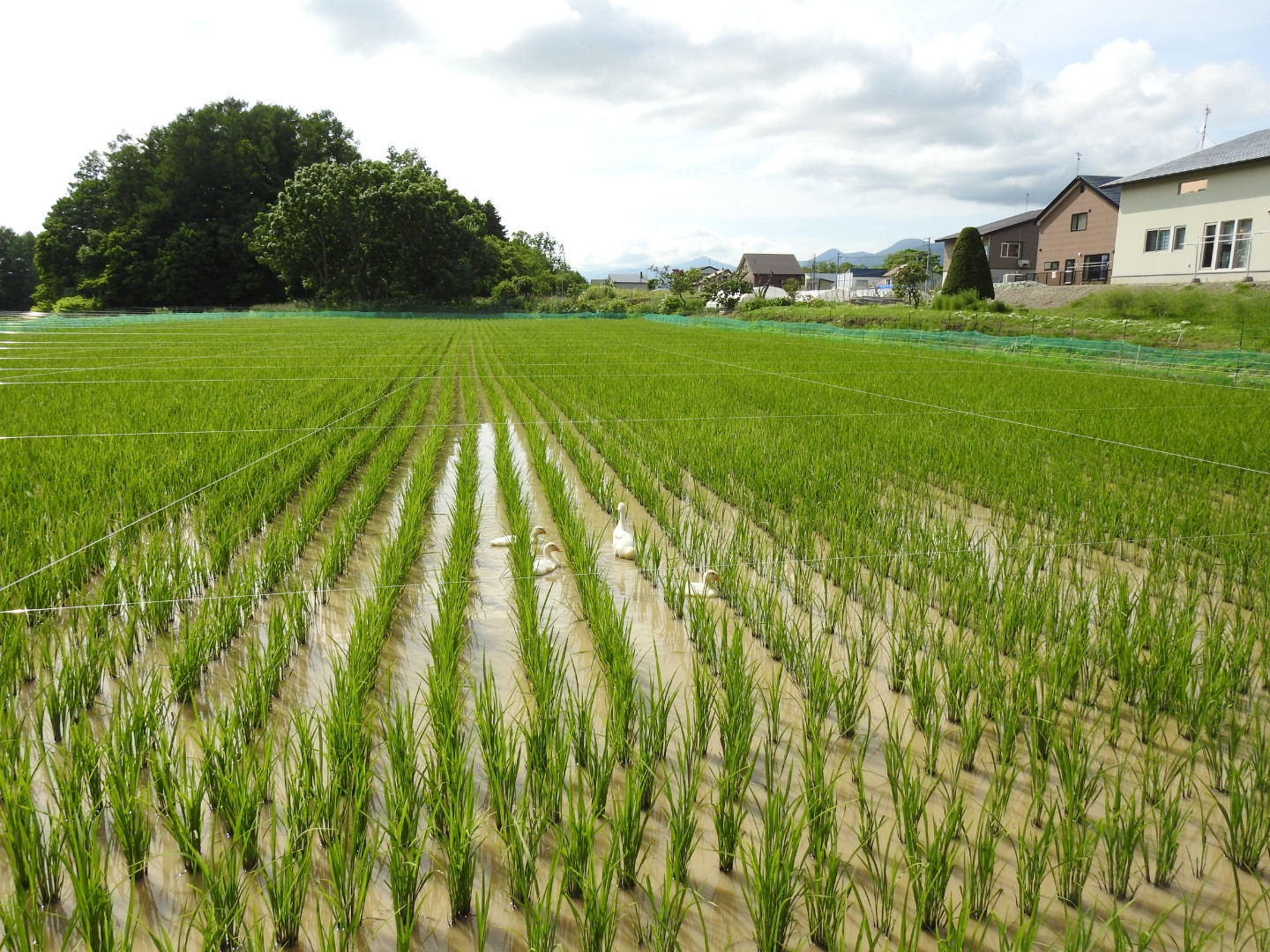 【有機肥料使用／無農薬・無化学肥料】 令和5年度米 アイガモ農法ゆめぴりか 【精米】正味10kg 　水田鑑定士監修【31108】