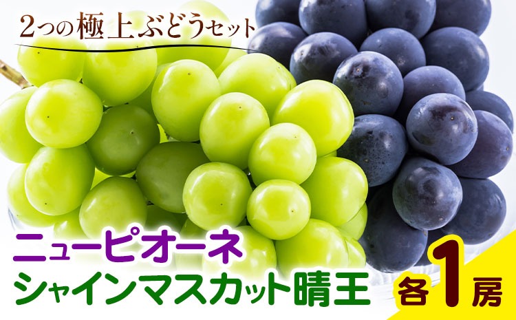 【2026年先行予約】ぶどう 詰合 ニューピオーネ1房(1房480g以上) シャインマスカット 晴王 1房(1房480g以上) 化粧箱入り 株式会社山博《2026年8月下旬-10月上旬頃出荷》岡山県 笠岡市 フルーツ 果物 葡萄 マスカット お取り寄せ【配送不可地域あり】---Y-35---