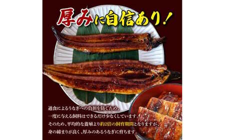 【数量限定】仁淀川特大肉厚うなぎ4尾セット タレ付き うなぎ 鰻 ウナギ 国産 蒲焼き かば焼き 1尾200g超え 仁淀川 太化うなぎ おいしい 人気 冷凍 真空パック 夏【株式会社山本養鰻】 [BQ