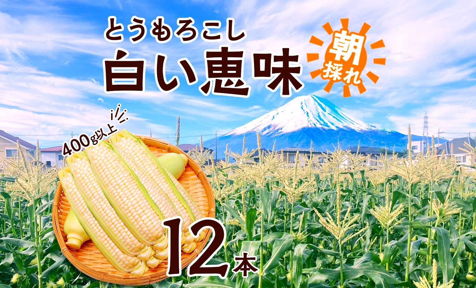 とうもろこし 白い恵味 ホワイト 400g以上×12本 計4.8kg以上 高糖度 トウモロコシ スイートコーン 玉蜀黍 白 夏野菜 ジューシー 野菜 おやつ 甘い 旬 産地直送 送料無料 湖南野菜出荷組合 山梨県 富士河口湖町