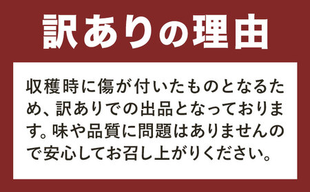 竹の子 水煮  計約1.75kg   竹の子