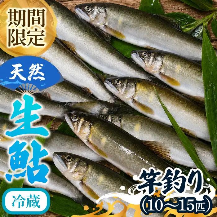 由良川 天然生鮎 冷蔵 竿釣り 10～15匹 由良川漁業組合
