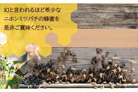 ニホンミツバチ 生蜂蜜 600g×1 《壱岐市》【憲ちゃんハチミツ】[JCL001] ハチミツ 蜂蜜 日本蜜蜂 29000 29000円  コダワリはちみつ・蜂蜜・ハチミツ こだわりはちみつ・蜂蜜・ハ