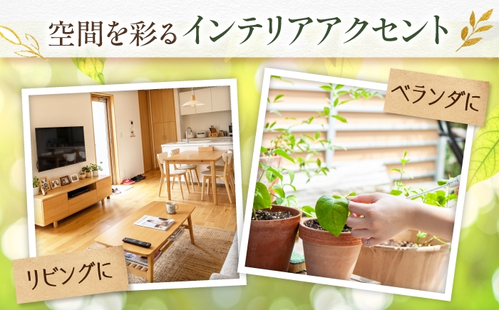 多肉植物 寄せ植え 鉢 埴輪 テラコッタ 猫 ねこ ガーデニング 花 初心者