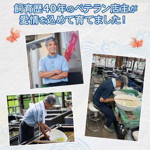 【選別(ミドル)】 らんちゅう 飼育歴40年 ベテラン店主 日本らんちゅう協会 らんちゅう専門店 らんらん 蘭鋳 金魚 観賞魚 生き物 魚 生体 埼玉県 羽生市