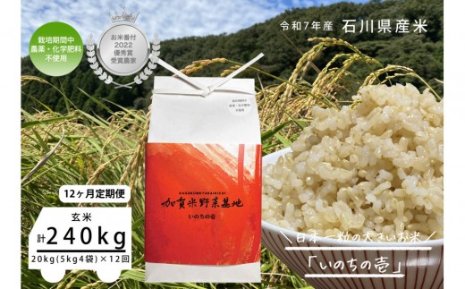【12ヶ月定期便】【お米番付優秀賞受賞農家】日本一粒の大きいお米『いのちの壱』玄米20kg×12回