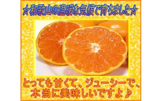 【赤秀ランク】完熟有田みかん 10kg※2026年12月上旬頃～12月下旬頃に順次発送予定 /  有田 ミカン 蜜柑 プレミアム 秀品 フルーツ 果物 柑橘 和歌山県 由良町 【stmr004-p-1