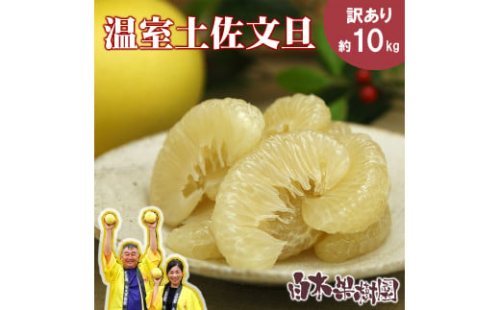 【先行予約】温室土佐文旦 2L～4L 約10kg（16～20個入り）〈2026年12月上旬～12月下旬頃〉/ 高糖度 温室 ブンタン ぶんたん 土佐文旦 ハウス文旦 約10キロ フルーツ 果物 くだもの 柑橘 旬 高知県 土佐市【白木果樹園】 [BQAI041]