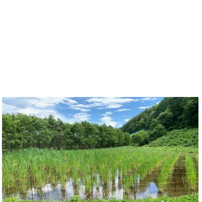 ふるさと納税 塩尻市 栽培期間中農薬不使用・化学肥料不使用のマコモダケ1kg |  | 02