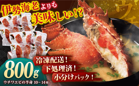 ウチワエビ 半身 約800g(10から14切)【ひばり】[KAA062]/ 長崎 平戸 魚介類 海老 エビ ウチワエビ 季節限定 ご当地 グルメ