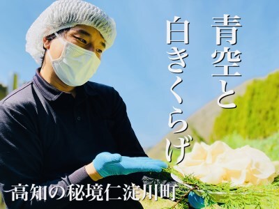 0092206 ◆期間限定◆「生」白きくらげ ４００ｇ（高知県仁淀川町産）