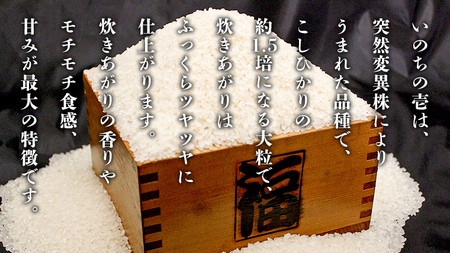 令和7年産 新米 いのちの壱 5kg 玄米 単一原料米 茨城県産