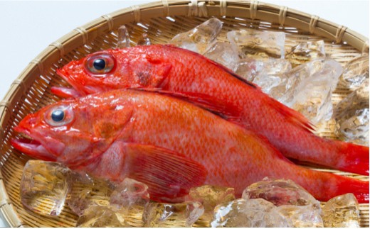 D-52001 【北海道根室産】鮮キチジ(めんめ、キンキ)