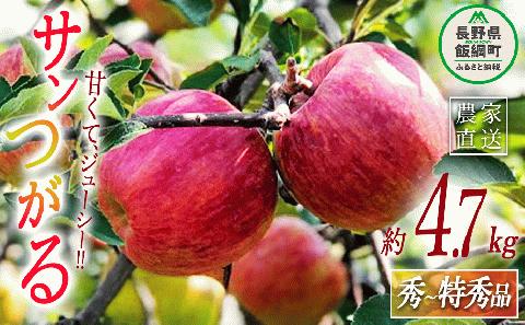 りんご サンつがる  秀～特秀4.7kg 丸茂ファーム 沖縄県配送不可 2023年8月下旬頃から2023年9月下旬頃まで順次発送予定 エコファーマー認定 令和6年度収穫分 長野県 飯綱町 [1443]