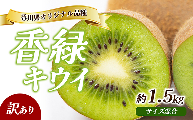 キウイ 香緑 こうりょく 訳あり 香川県産 約1.5kg サイズ混合 不揃い キズあり エメラルドグリーンの果肉 程よい酸味 高糖度 香川県オリジナル品種 追熟 食べごろ デザート グリーンキウイ キウイフルーツ フルーツ 果物 五色青果 香川 香川県 東かがわ市