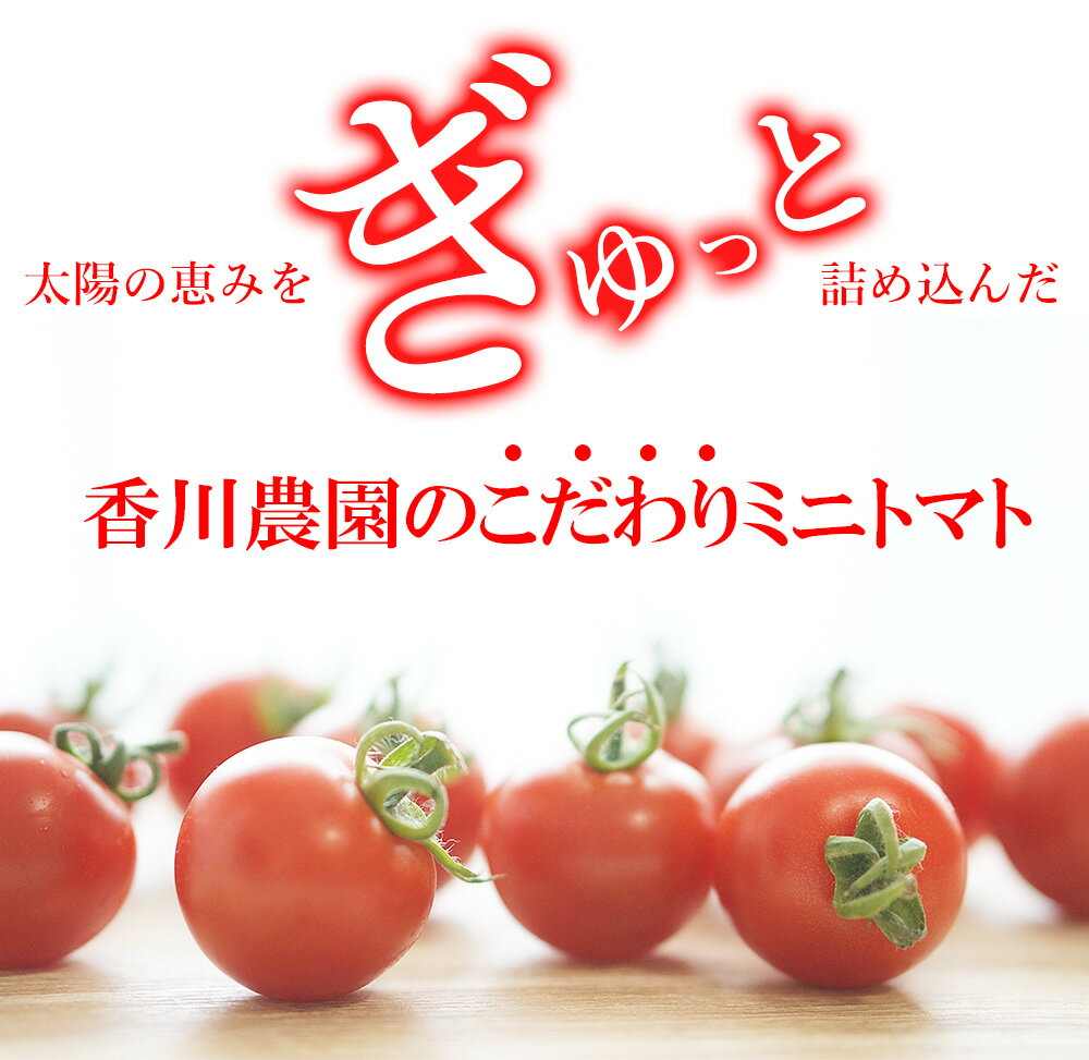 【ふるさと納税】ミニトマト 1.5kg~3kg 選べる 香川農園 三豊市産トマト プチトマト 訳あり ぎゅっと詰まった太陽のエネルギー 新鮮そのまま 健康と美味しさの両立 一口で感じるフレッシュ 一日分のビタミンチャージ 香川県 三豊市 トマト トマト好き トマト農家 1kg以上