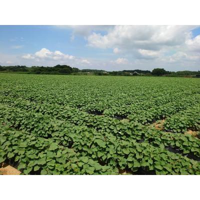 ふるさと納税 行方市 紅はるか冷凍焼き芋約M〜Lサイズ1.2キロ+シルクスイート約200g(合計約1.4キロ) |  | 03