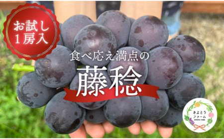 【2026年先行予約】大粒ぶどうの藤稔 お試し１房入 / 房600g以上 (岡山県産)  / ふじみのり 葡萄 きよとう果樹園【KF-B088-03】