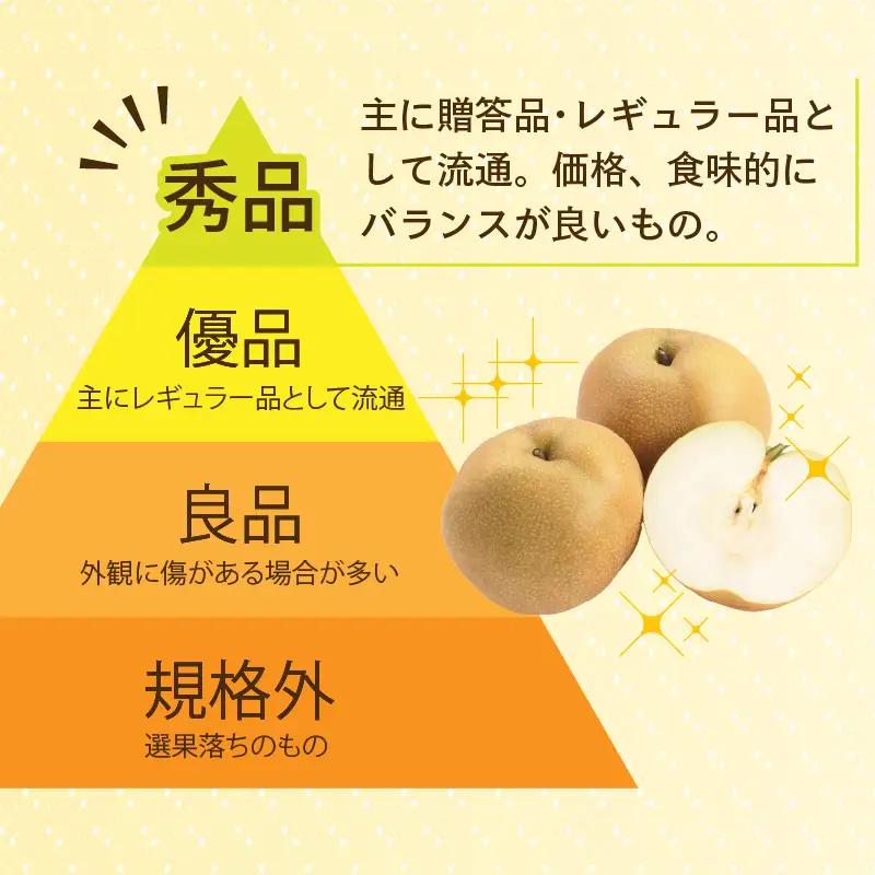 【先行予約】上野梨園の新興梨 約3kg  4L～6L【秀品】《数量限定》梨園直送！  / 期間限定 果物 フルーツ 農家直送 シャキシャキ もぎたて 旬 お取り寄せ ※2026年10月上旬より順次発送