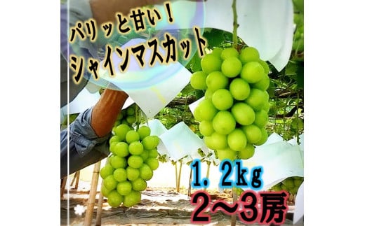 【生産者直送】パリッと甘い！！シャインマスカット 1.2kg以上（2～3房）【2025年発送】（ISI）B14-155【シャインマスカット 葡萄 ぶどう ブドウ 令和7年発送 期間限定 山梨県産 甲州市 フルーツ 果物】