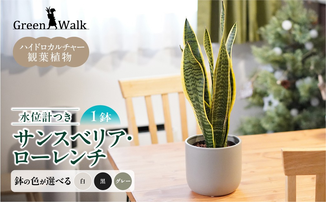 
            サンスベリアローレンチ モノトーン130陶器鉢 水位計つきセット インテリア 緑 グリーン 植物 簡単 初心者 かわいい 自然 おしゃれ 送料無料 Green Walk グリーンウォーク 愛知県 豊橋市
          