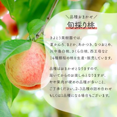 ふるさと納税 津山市 【発送月固定定期便】【2026年先行予約】桃とシャインマスカットが産地直送!ご家庭用定期便全2回 |  | 02