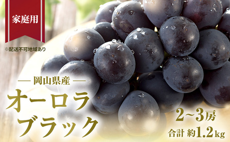 ぶどう 2026年 先行予約 ご家庭用 オーロラブラック 2～3房 合計約1.2kg 岡山県産 ぶどう