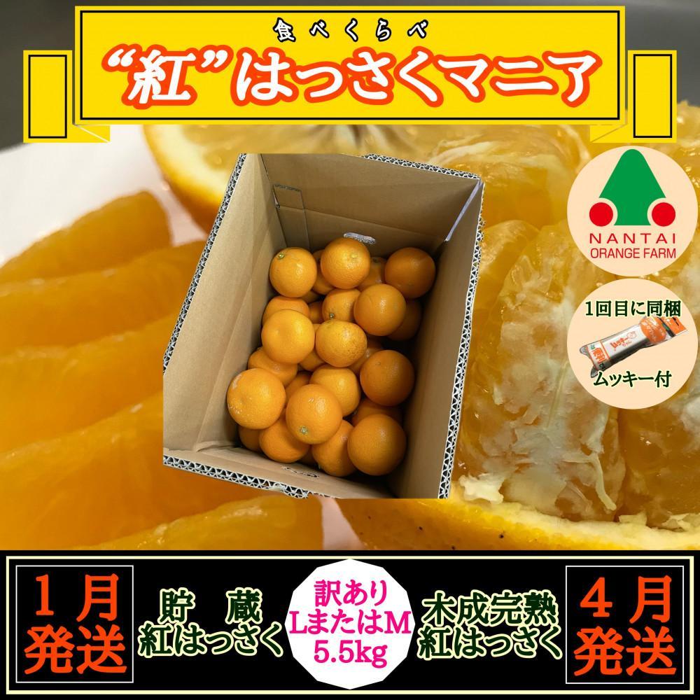 【ふるさと納税】1・4月発送 全2回 定期便 紅はっさく マニア 貯蔵 ＆ 木成完熟 訳あり傷多め L または M 5.5kg 茶箱 和歌山 有田 南泰園 | 蜜柑 フルーツ 果物 くだもの 食品 人気 おすすめ 送料無料