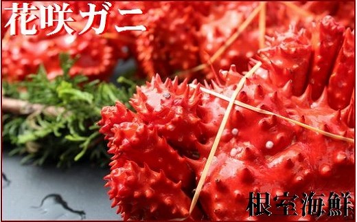 
            B-57002 【北海道根室産】花咲ガニ410～500g×5尾 【12/31決済分まで1月中配送】
          