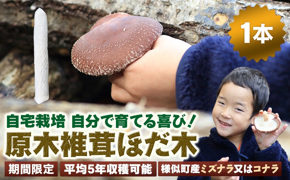 
                  【自宅栽培】自分で育てる喜び！原木椎茸ほだ木　1本
                