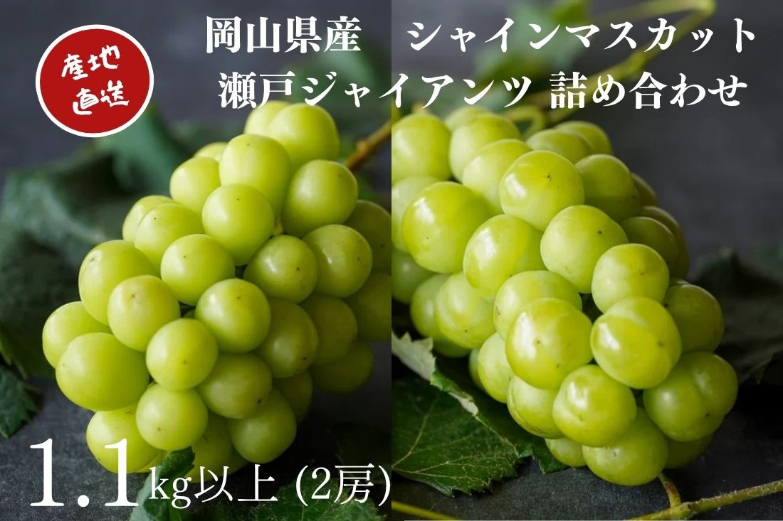 厳選 シャインマスカット・瀬戸ジャイアンツ 2房 合計1.1kg以上 詰合せ 産地直送 朝採れ ぶどう 葡萄 Kawahara Green Farm 岡山県産 2026年 [No.5220-1437]