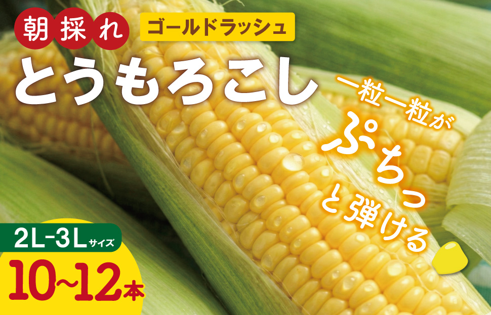 明和町産 朝採れ とうもろこし ゴールドラッシュ 10本～12本 BBQ 人気 トウモロコシ 生 野菜 新鮮 採れたて 産地直送 朝どれ 甘い 期間限定 国産 旬 夏野菜 きたむら