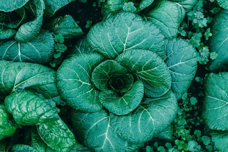 下北春まなの粉末「まなっ娘」50g×3袋　大和の伝統野菜をそのままパウダーにしました | 奈良県 下北春まな