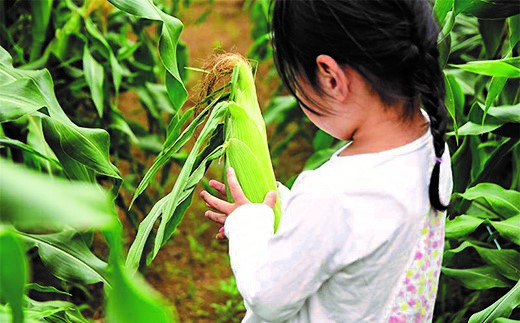 【3回定期便】西都市旬の特産詰め合わせセット 野菜・スイートコーン等＜32-4a＞野菜