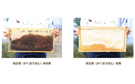 隔王板を使った珍しい採蜜方法が巣鴨養蜂園の特徴