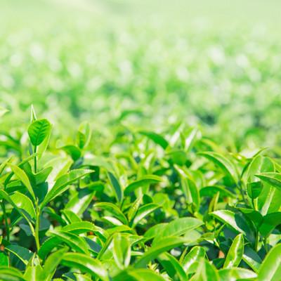 ふるさと納税 宇治田原町 宇治深蒸し茶 飲み比べセット 100g×4袋 |  | 02
