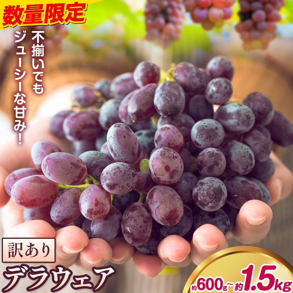 【ふるさと納税】【先行予約】デラウェア ぶどう 訳あり ご家庭用 選べる内容量 約600g 約1.2kg 約1.5kg《2026年7月上旬-8月上旬頃出荷》大阪府 羽曳野市 送料無料 ブドウ 葡萄 フルーツ 果物 羽曳野市産 一大産地 青果 お取り寄せフルーツ