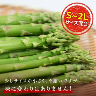 【訳あり】 朝採れ新鮮アスパラ 1kg （S～2Lサイズ混合） 野菜 北海道産 バーベキュー BBQ キャンプ 旬野菜 ワケあり わけあり アスパラガス 冷蔵発送 F21W-304