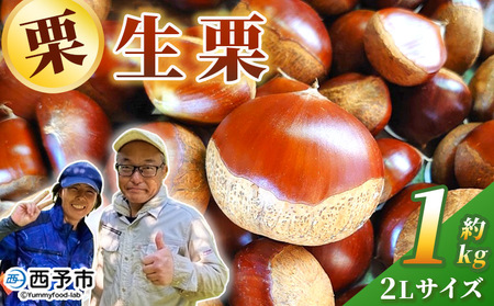 ＜栗の王様 銀寄栗（生栗）2L（約1kg）＞ 銀寄 ぎんよせ 甘い 生栗 和栗 マロン 栗 くり 栗ごはん 栗きんとん 甘露煮 旬 国産 産地直送 城川ファクトリー 愛媛県 西予市【冷蔵】『2026年9月中旬～10月上旬に順次発送予定』SSF0044